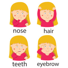 Illustrator of face and body part