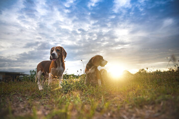 Beagle dogs playing on the green grass out door in the wild flower field,sunset silhouette,selective focus,shallow depth of field.