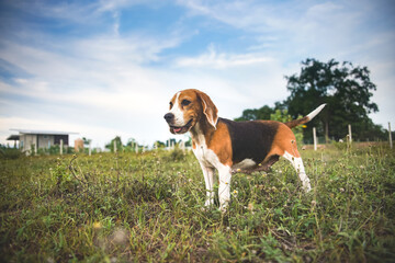 A cute tri-color beagle dog smiling while standing  on the green grass in the farm in evening.