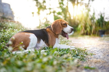 A tri-color beagle lying on the the grass field in the yard on  sunny day,portrait shot with shallow depth of field.