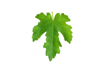 Ficus carica leaf ,fig tree,isolated on white background ,clipping path is included.
