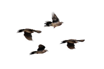 The movement scene of four spotted doves flying in the air is isolated on a white background. Four...