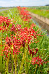 畦道に咲く彼岸花