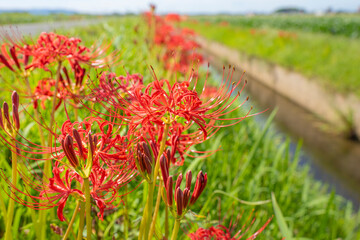 畦道に咲く彼岸花