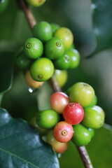 organic arabica coffee with farmer harvest in farm.harvesting Robusta and arabica  coffee berries by agriculturist hands,Worker Harvest arabica coffee berries on its branch, harvest concept.
