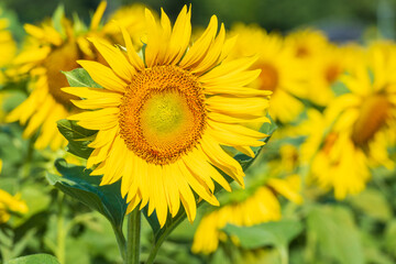 太陽に向かって伸びる満開のひまわり
