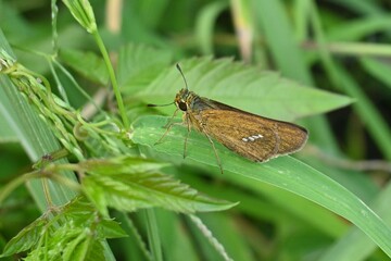 The straight swift ( Parnara guttata ). Lepidoptera Hesperiidae butterfly. It is characterized by white spots on the hind wings.