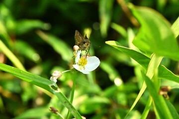 The straight swift ( Parnara guttata ). Lepidoptera Hesperiidae butterfly. It is characterized by...