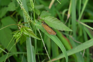 The straight swift ( Parnara guttata ). Lepidoptera Hesperiidae butterfly. It is characterized by...