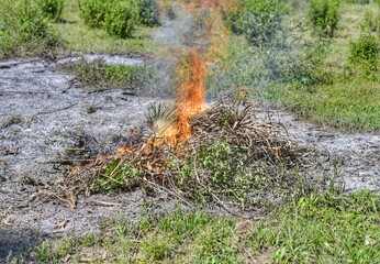 Burning bushes and plants in the field.