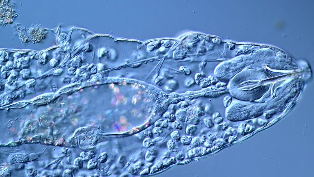 Water Bear under the Microscope