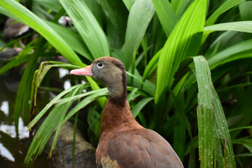 duck in the forest © Mariel