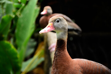 portrait of a goose © Mariel
