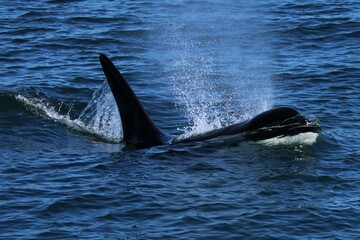 Surfacing Orca