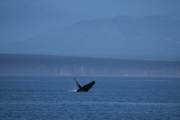 A Happy Humpback in the Salish Sea