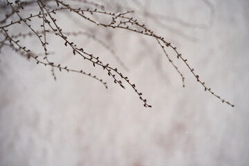 Branches covered with white fluffy snow. Background.