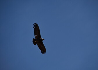 Condor flying above Cruz Del Condor viewpoint in Colca canyon, Peru