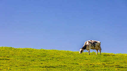牧草地と牛　乳牛　酪農