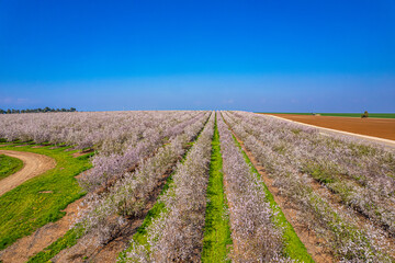  almond plantation in countryside