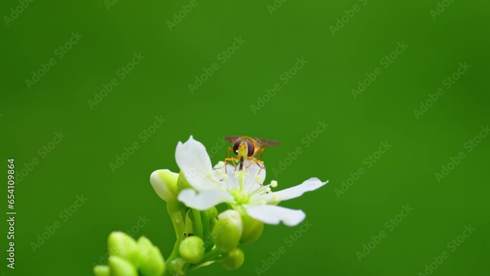 Poster close-up video of a yellow hoverfly on venus flytrap's white flowers. observe nectar feeding and pol