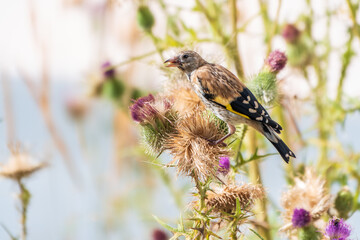 European goldfinch with juvenile plumage, feeding on the seeds of thistles. Carduelis carduelis.