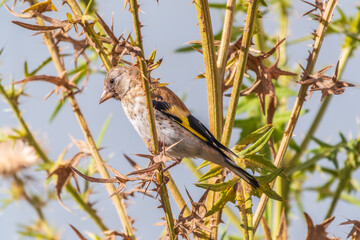 European goldfinch with juvenile plumage, feeding on the seeds of thistles. Carduelis carduelis.