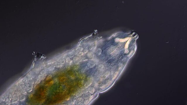 Tardigrade under the microscope at high magnification