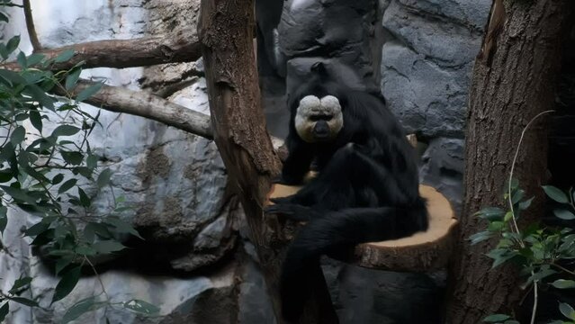 White faced saki monkey on a tree