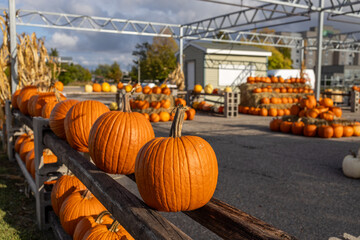 Landscape texture background of a large local market setting of assorted jack-o-lantern pumpkins on a sunny autumn day