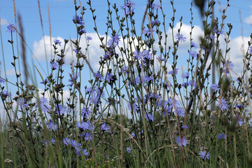 medicinal plant chicory (lat.Cichorium intybus) blooms in a meadow with blue flowers - obrazy, fototapety, plakaty