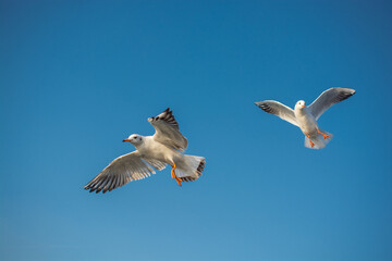 Fototapeta na wymiar Seagulls flying in sky, Seagulls are flying in sky as background