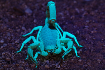 Giant Desert Hairy Scorpion (Hadrurus arizonensis) under ultraviolet light - obrazy, fototapety, plakaty
