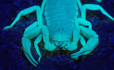 Giant Desert Hairy Scorpion (Hadrurus arizonensis) under ultraviolet light