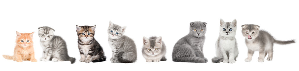 set of cute cat isolated - Powered by Adobe