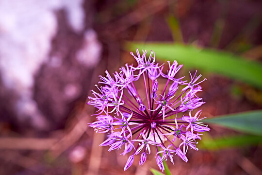 Purple spherical flower. Blooming leek.