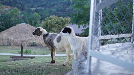 Obraz premium Photo of sheep grazing in the garden in the evening.
