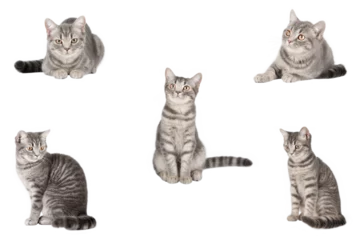 Foto op Plexiglas anti-reflex set of cute cat isolated © Aida