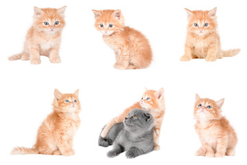 set of cute cat isolated
