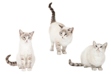set of cute cat isolated - obrazy, fototapety, plakaty