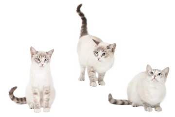 Foto op Plexiglas set of cute cat isolated © Aida
