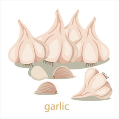 Illustrator of garlic vegetable isolated
