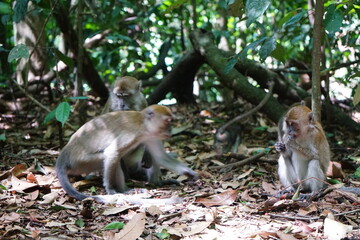 white tailed macaque portrait in the jungle of bukit lawang indonesia sumatra selective focus