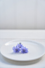 Obraz na płótnie Canvas Chicory flowers lie on a saucer, on a white background. Beautiful wild blue or purple flowers, Beautiful background, with space to copy. High quality photo