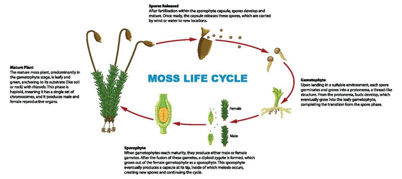 Biology Study: Moss Plant Life Cycle Infographic