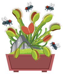 Flies Flying Over Venus Flytrap Plant © blueringmedia