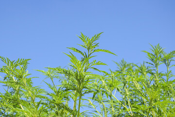 American common ragweed against blue sky. Dangerous plant. Ambrosia shrubs that causes allergic reactions, allergic rhinitis. Copy space. Selective focus.