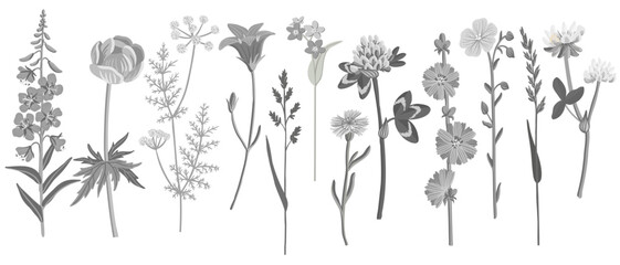 gray field flowers, vector drawing wild plants at white background, floral elements, hand drawn botanical illustration