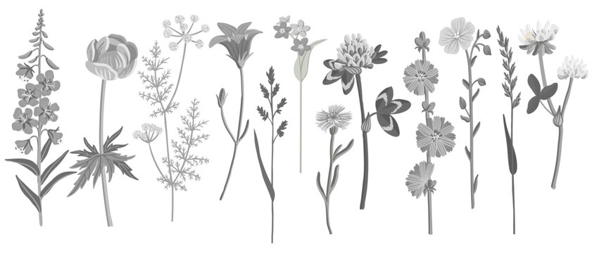 gray field flowers, vector drawing wild plants at white background, floral elements, hand drawn botanical illustration