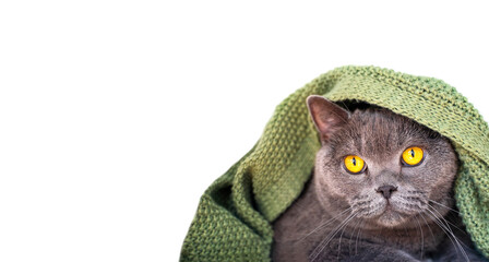 Portrait of British shorthair gray cat with yellow eyes covered by green knitted cozy blanket...