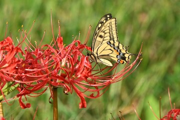 Old world swallowtail (Papilio machaon) and Red spider lily flowers.Lepidoptera Papilionidae butterfly.